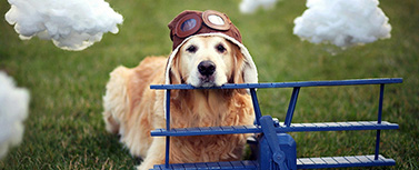Авиабилет для собаки может обойтись дороже, чем для хозяина