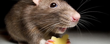 В США постоялец проносил мышей в отели, чтобы не платить за проживание